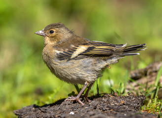 Young finch