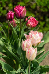 Fototapeta premium Tulpen in voller Blüte