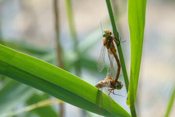 2 dragonflies mating hanging from a reed