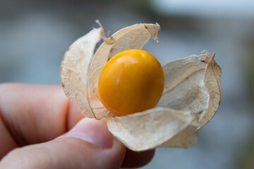 Hand holding a cape gooseberry.