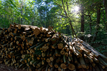 Verzy forest in the Reims mountain Regional Nature Park	