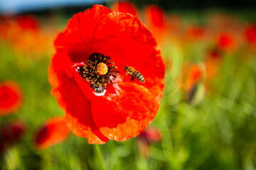 Field of poppies, nature, blue sky, joie de vivre