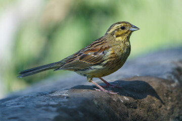 Close-up view of a cirl bunting (Emberiza cirlus) with out of focus background.
