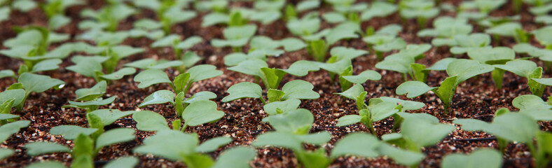 Growing seedlings in a greenhouse. Spring-summer season for growing crops.Out of focus.Seedlings in the greenhouse.A long, narrow banner.