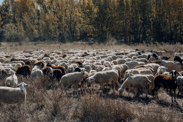 Shepherd