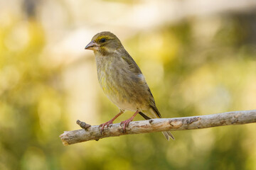 Close-up view of an european greenfinch (Chloris chloris) with out of focus background.