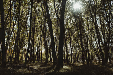 Naklejka premium Forest