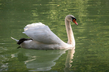 A graceful white swan swimming on a lake with dark green water. The white swan is reflected in the water