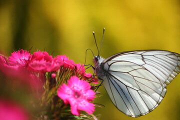 Butterfly proboscis feeding