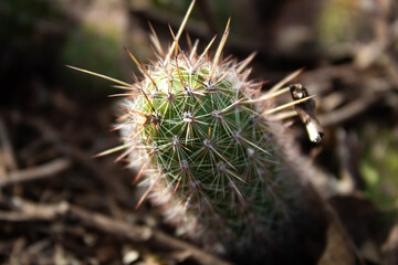 Close up of a cactus in the Nova Lima natural reserve in Brazil