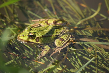 Frog in water