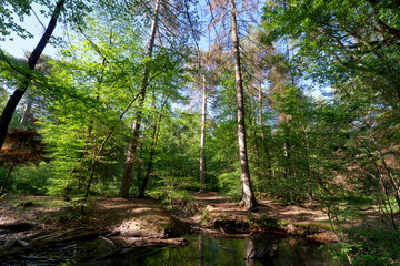 Pond in Verzy forest . Reims mountain Regional Nature Park	