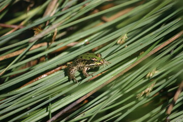 Frog in grass