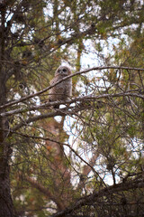 Little strix aluco owl over a pine tree branch in the forest