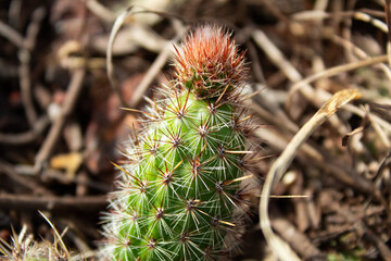 Cladode growing on top of cactus in natural reserve.