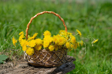 Fototapeta na wymiar A bouquet of yellow dandelions in a wicker basket on an old wooden stump against the background of grass. Beautiful natural summer, spring green background