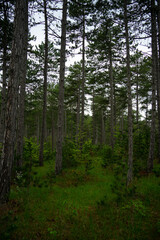 Obraz premium Landschaft im Sommer