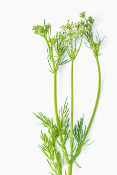Medicinal plant cumin.C&aacute;rum c&aacute;rvi. An aromatic plant, spice, seasoning, used in cooking.Selective focus. Isolated on a white background