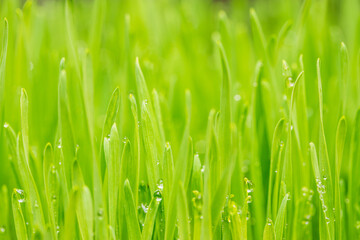 Fototapeta na wymiar Beautiful background of fresh green grass with water drops in the early morning, selective focus.