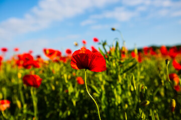 Mohnblumenfeld , Sommerzeit, Natur, Landwirtschaft
