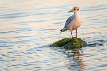 Seagull sits on stone cliff at the sea shore