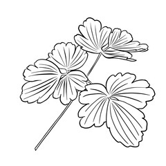 Outlines of aquilegia leaves. Vector isolated clipart. Minimal monochrome hand-drawn botanical design.