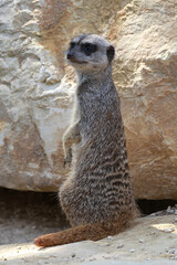 Suricate (Suricata suricatta)