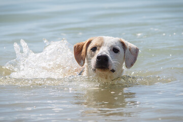 Young female dog swimming in the sea