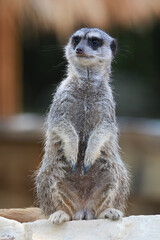 Suricate (Suricata suricatta)