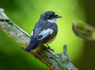 Pied flycatcher