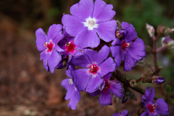 Glory bush (Tibouchina sp.) in the Brazilian Cerrado, Nova Lima, Minas Gerais.
