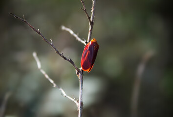 Froghopper (Mahanarva cf. spectabilis) resting on dry branches.