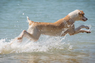 Young female dog flying over the waves in the sea