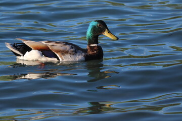 duck on the water