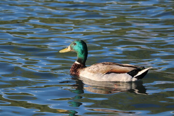 duck swimming on the water