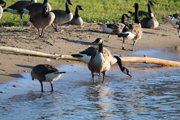 wild geese in the water