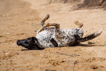 Happy young female dog wallowing in sand on beach in summer