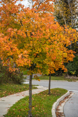 Naklejka premium Trees in fall time