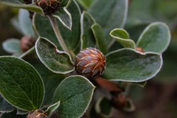 Close up of a beautiful plant bud.