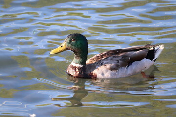 duck on the water