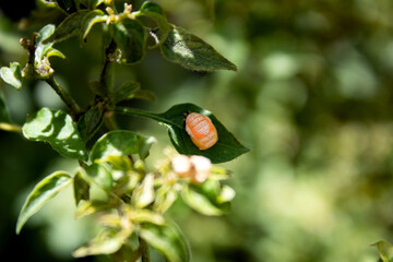 Ladybug pupa stage on a pepper leaf.