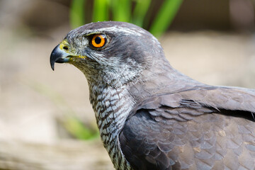 Close-up view of Northern goshawk (Accipiter gentilis), with out of focus background.