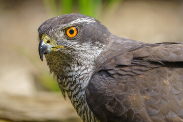 Close-up view of Northern goshawk (Accipiter gentilis), with out of focus background.
