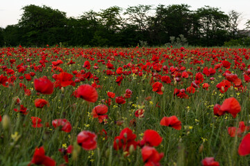 Poppy flowers field and forest at sunset in summer