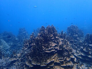 綺麗なパラオハマサンゴ。まるで海中のアンコールワット。