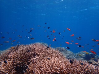 Fototapeta na wymiar サンゴと色とりどりの魚たち(その1)