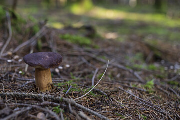 brown bay bolete mushroom in the coniferous forest