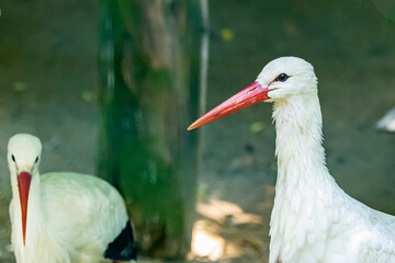 Jungvogel