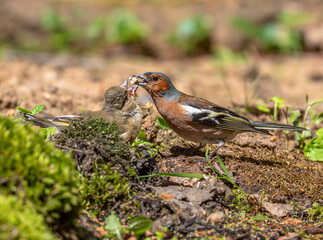 The finch feeds the chick
