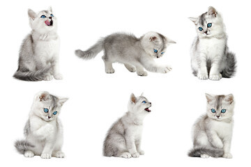 set of gray kitten of six pieces